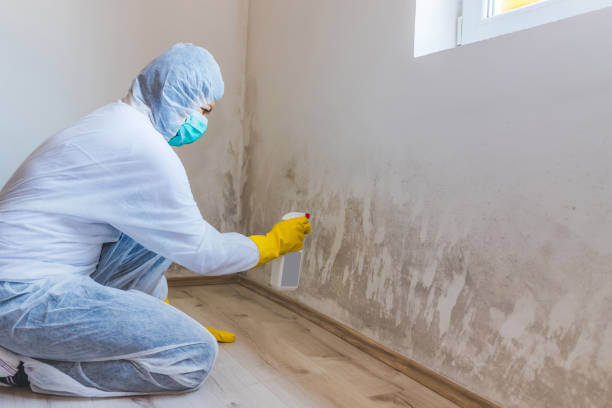 Licensed Black Mold Removal service in Clarendon Hills, IL - WQB Mold Removal
