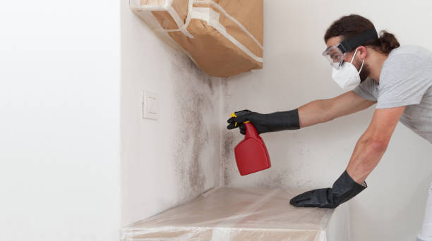Professional Black Mold Removal technician working in Clarendon Hills, IL