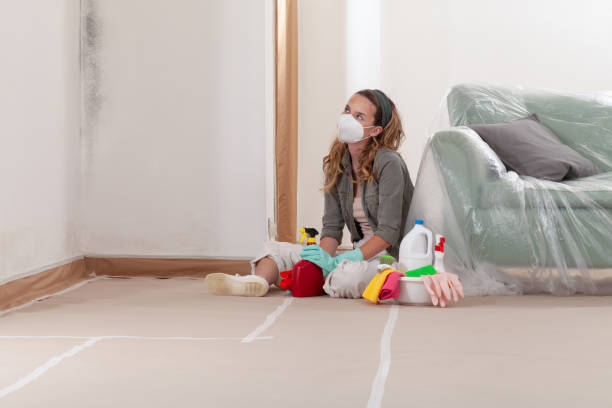 Trusted Black Mold Removal service in Clarendon Hills, IL - WQB Mold Removal