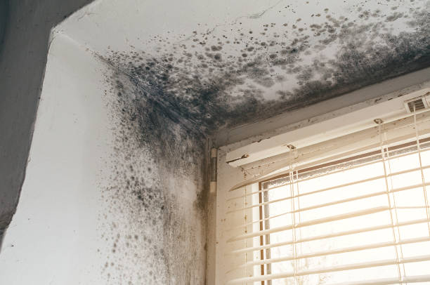 Affordable Black Mold Removal solutions in Clarendon Hills, IL
